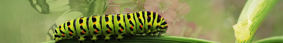 innerpages-1_0004_butterfly-caterpillar162311.jpg