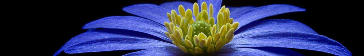 innerpages-1_0012_flower balkan-anemone-73813.jpg